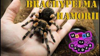 Brachypelma hamorii ( smithi ) Паук птицеед для новичков "Тарантул"