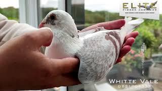 Elite Pigeon Auctions | Whitte Vale