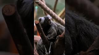 Шустрая игрунка. Ленинградский зоопарк