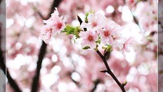 CHERRY BLOSSOMS IN HONG KONG | SAKURA IN HK