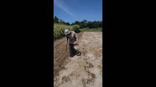 Planting Peanuts in the USA | From Texas to Georgia – Works Anywhere