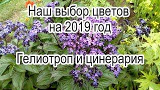 Наш выбор цветов на 2019 год. Гелиотроп и цинерария