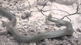 Culebra del Pastizal ( Philodryas patagoniensis)