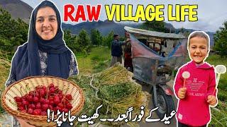 After Eid We Went Straight to The Fieds | Raw Village Life | Vlogs New Video