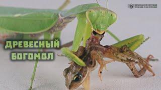 Древесный богомол в природе и в качестве домашнего питомца // Clever Cricket