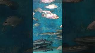#fish  #aquarium #cool
