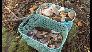 A GORGEOUS ROW: two lawns - a full basket of mushrooms. Mildly poisonous autumn mushrooms.