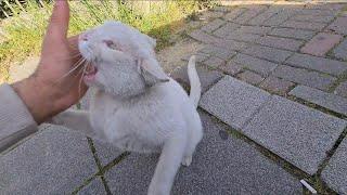 I was Attacked by a wild white cat with anger issues.