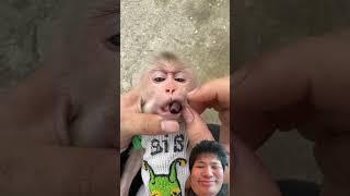 funny Video 　part48 #monkey #babymonkey #funny #animals #cute #dj #remix #music #duet #aicover