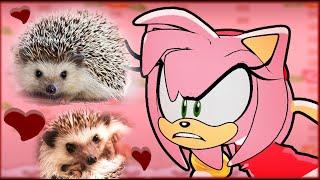 If Amy Rose was in a Cute Hedgehogs Compilation Video