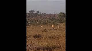 cheetah runs slow to keep lioness in hope