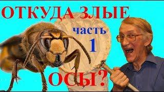 Откуда берутся Осы и Шершни? Опасны ли Осы? ЧАСТЬ-1.