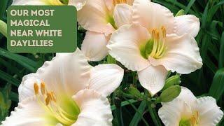 These Daylilies Add Garden Magic