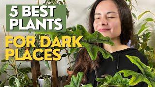 TOP 5 Plants For Very DARK PLACES