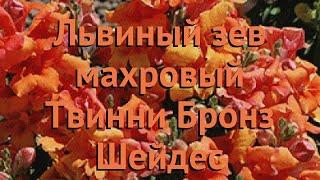 Львиный зев махровый Бронз Шейдес  обзор: как сажать, семена львиного зева Бронз Шейдес