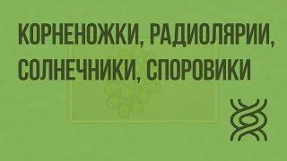 Корненожки, радиолярии, солнечники, споровики. Видеоурок по биологии 7 класс