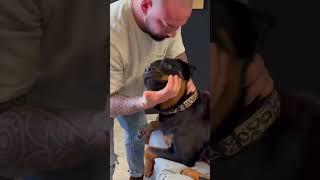 This dog’s reaction going to a chiropractor is hilarious  @Fun_____World