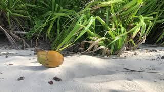 Omadhoo (Омаду), Maldives (Мальдивы)