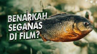 Gigitan Kuat Piranha Melebihi Megalodon? | Ikan Piranha