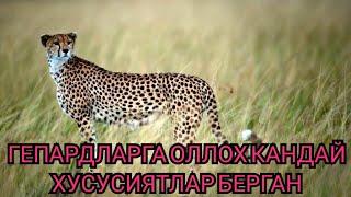 Хайвонлар хакида Гепард хакида Охиригача куринг #тезда куринг