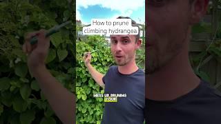 How to prune climbing hydrangea #garden #gardening g