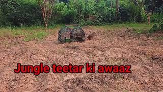 teetar awaz teetar voice gray francolin teetar sound female teetar awaz madi tetar awaz