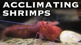 How to Acclimate Shrimps & Sensitive Fish