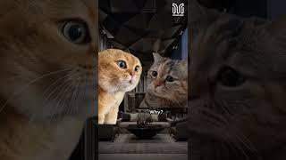 Hotel Cats & Prices #catsmeme #catshorts #funnycats #mystaycation #hotelcats #hotelprices