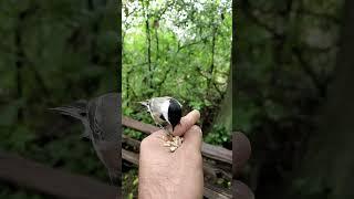 Синицы выедают мозги! #синицы #tit