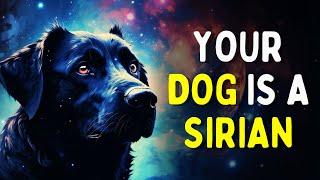 Your DOG Manifested YOU | The SECRET Spiritual SIGNIFICANCE of Dogs