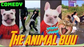 The Animal Buu Compilation | the most Fuuny collection238 #comedy #reaction