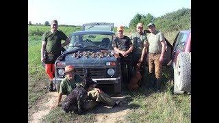 Охотничье хозяйство Сербии (охота на перепела)