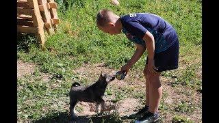 Щенки и лайки встречают Илью