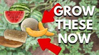 How To Grow Watermelon, Cantaloupe & Luffas In Cold Climates