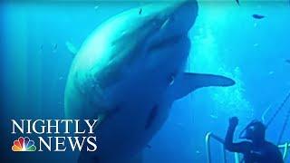 Say Hello to Deep Blue: ‘The Biggest Shark Ever Filmed’ | NBC Nightly News