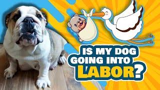 SIGNS A DOG IS GOING INTO LABOR SOON - What to do?!