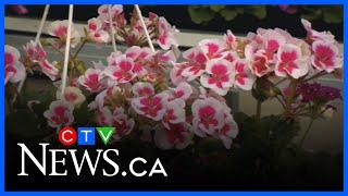How to keep your plants thriving and beautiful