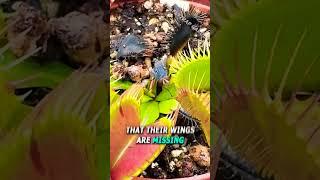 Flies Wings DON'T Feel Pain #facts #Fly #science #facts #plant #car #experiment #eating #flyinglover