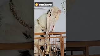 ATIK GOAT FORM