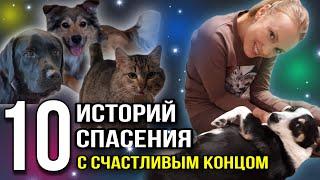 СЧАСТЛИВЧИКИ  Как живут наши спасеныши? 9 собак и кот Вася! Часть - 2
