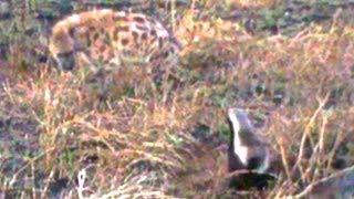 Honey Badger Stands Up To Spotted Hyena And Wins - Latest Wildlife Sightings