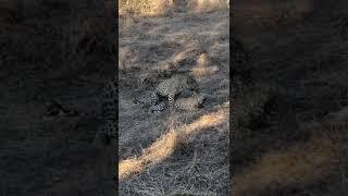 Leopards mating