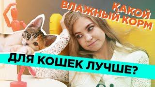 Какой влажный корм для кошек лучше?