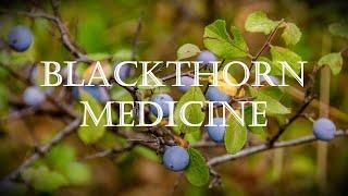 Around the Grove, Medicine ~ Blackthorn ~2023