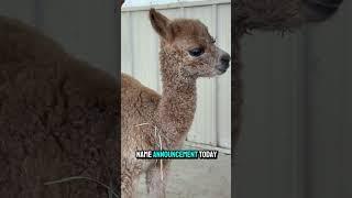 This little girl might have a name #eagleeyefarm #alpacas #babyanimals #cuteanimals