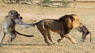 Lion Vs Baboon Monkey Just Born