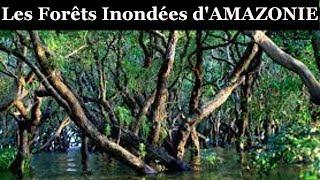 Documentaire : Les Forets Inondées de l'Amazonie