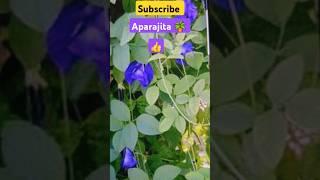 what will happen if we grow Aparajita plant in home? #Aparajita #shankupushpam #vastu #shanidosha