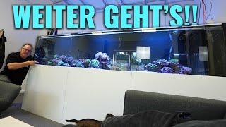 So geht das MEERWASSERAQUARIUM von Alex weiter! + Was ist neu bei Abyzz?