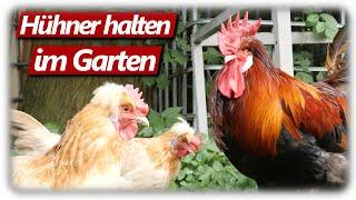 Hühnerhaltung im eigenen Garten, Probleme im Tomaten Gewächshaus, Gartenarbeit @Pilzfieber